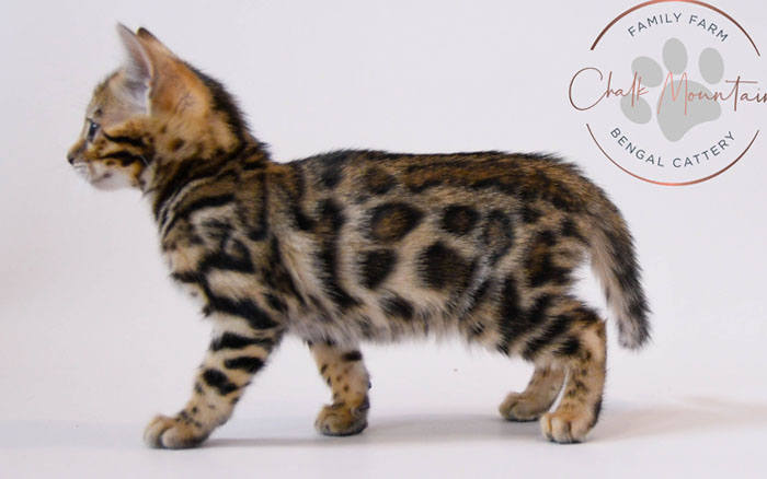 Bengal kitten for sale